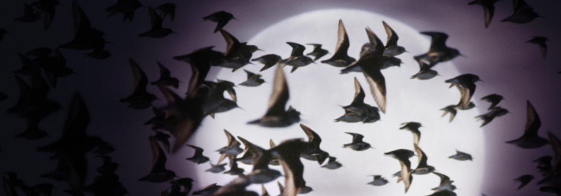 Lights Out Lloyd image featuring bird flying pass the moon
