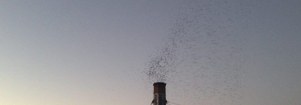 An evening field trip to see the Vaux’s Swifts
