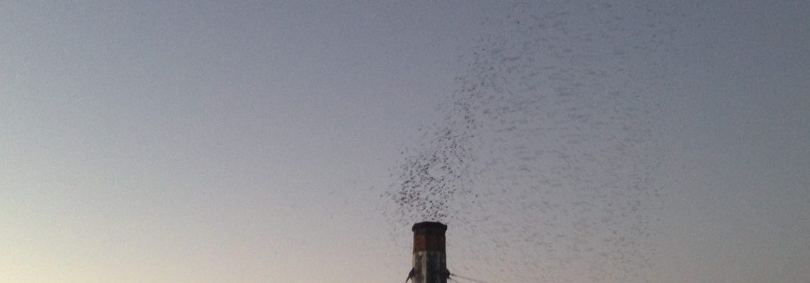 vauxs-swifts