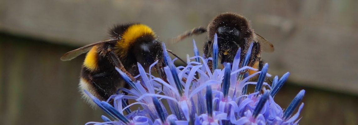 Bees Pollinating Plants