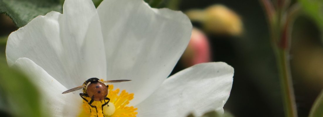 A close-up image of a white flower with oval petals and a yellow center. A ladybug sits perched on the center of the flower. Green leaves are blurred out behind the photo.
