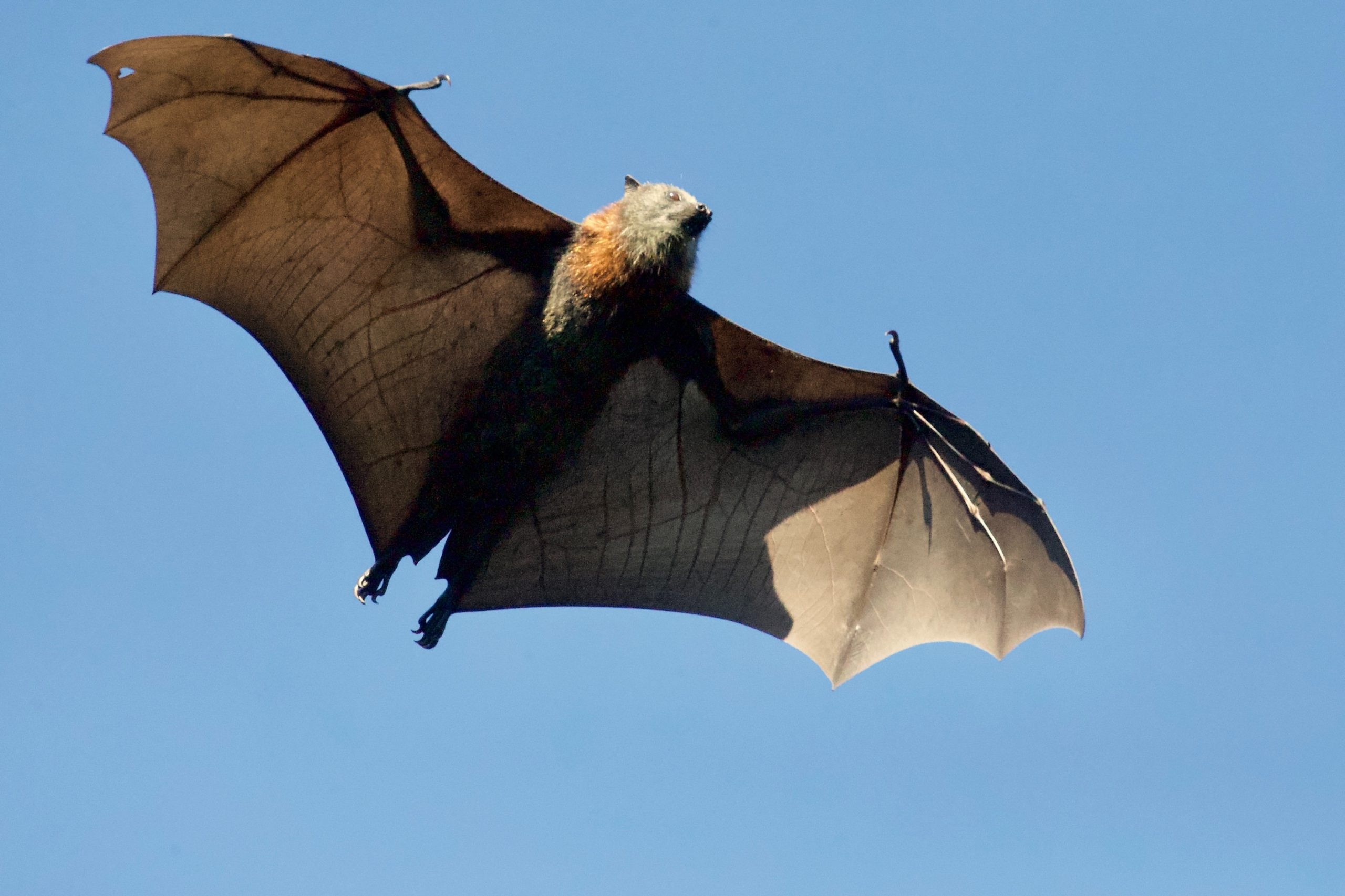 Happy Bat Week! Honoring Our Favorite “Spooky” Mammals