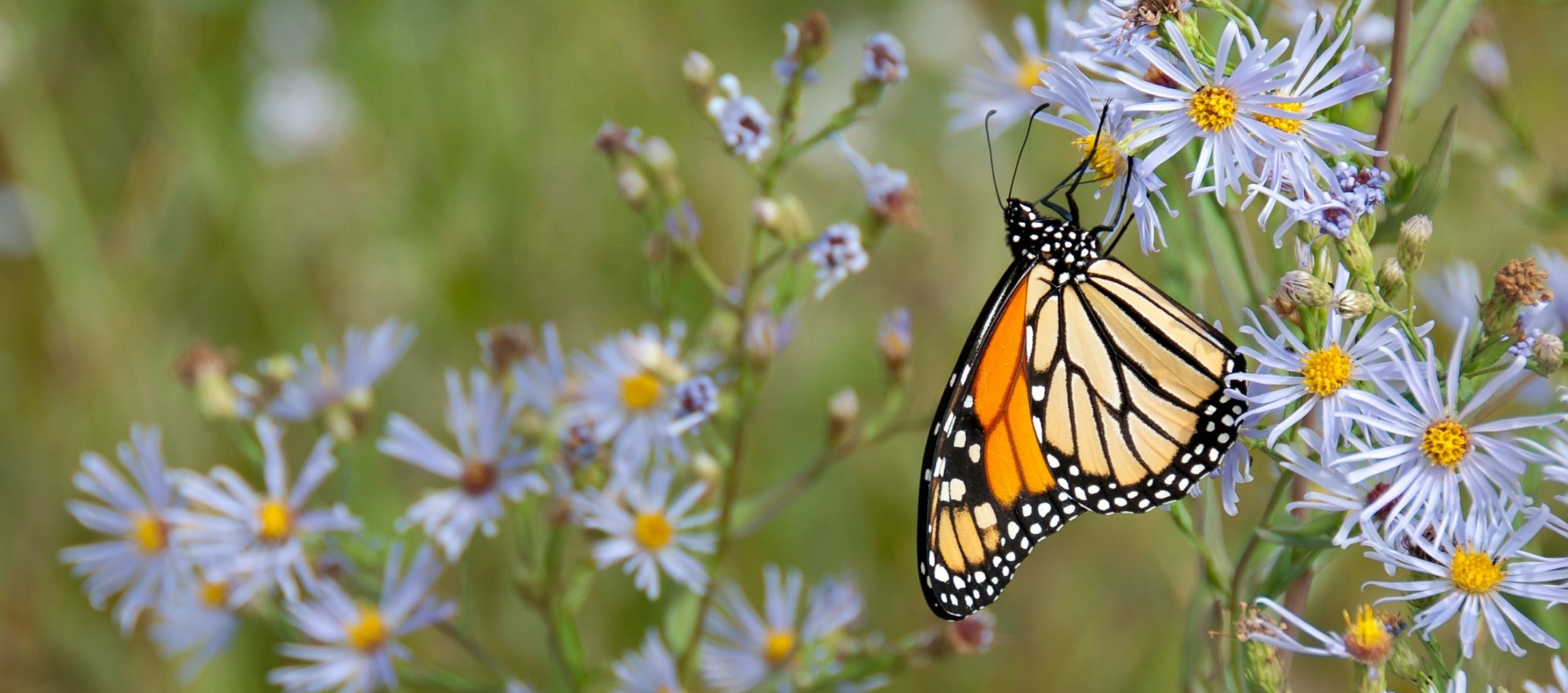 The Monarch Butterfly: On the Brink of Extinction but Denied Federal Protection