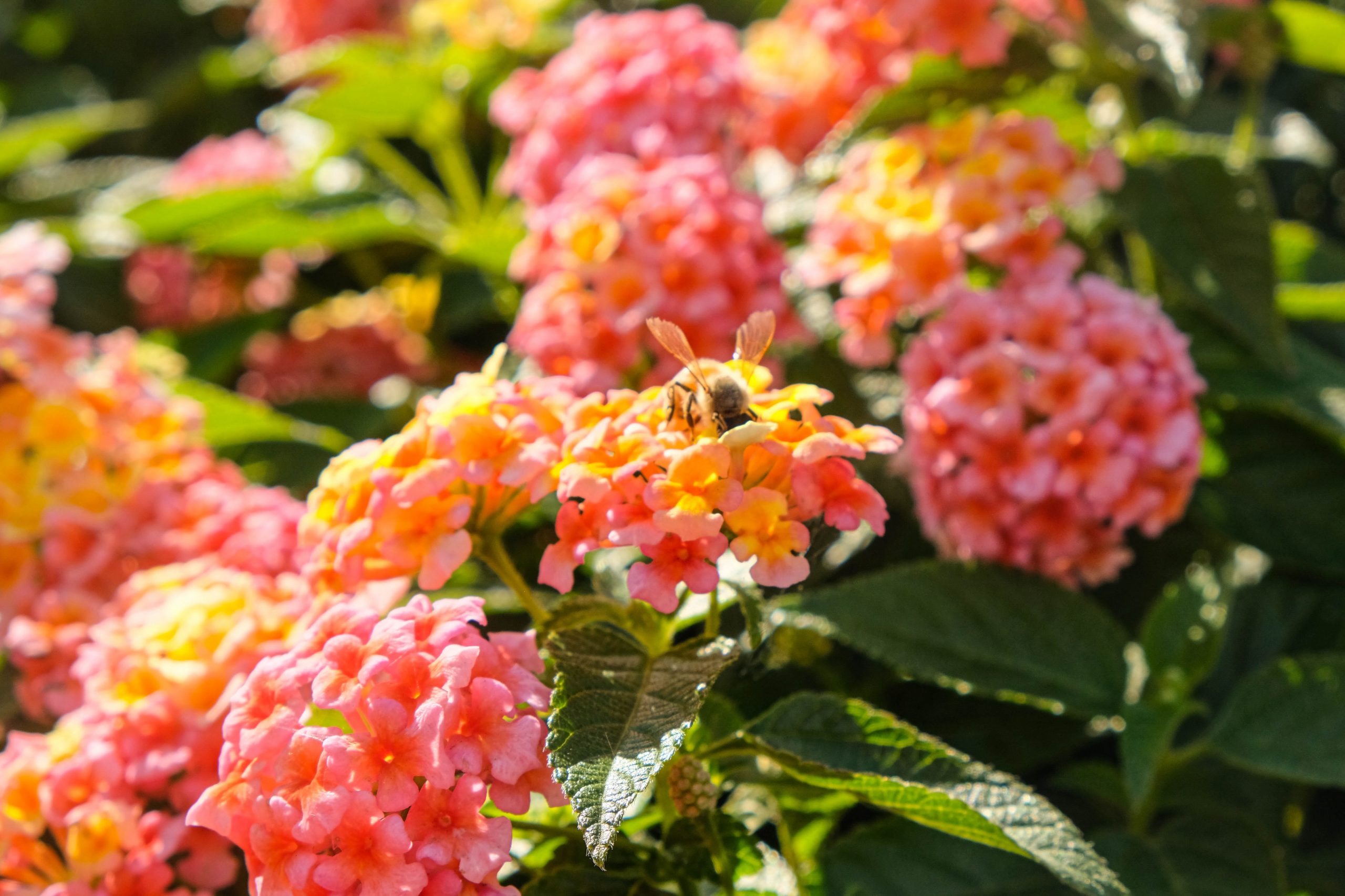 March EcoTip: BPA’s 10 tips for starting a pollinator garden