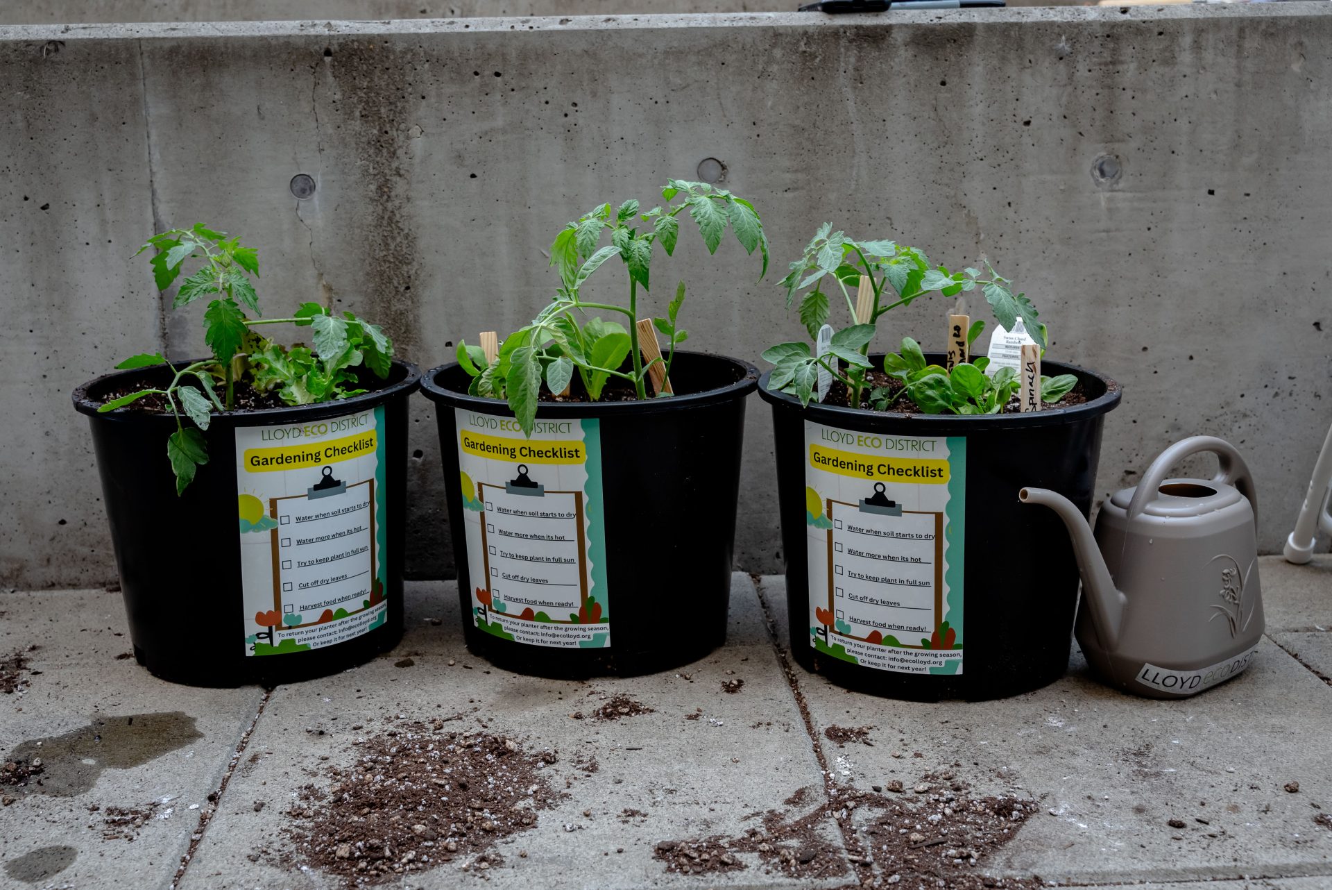 photo with three container gardens with tomatoes growing in them.