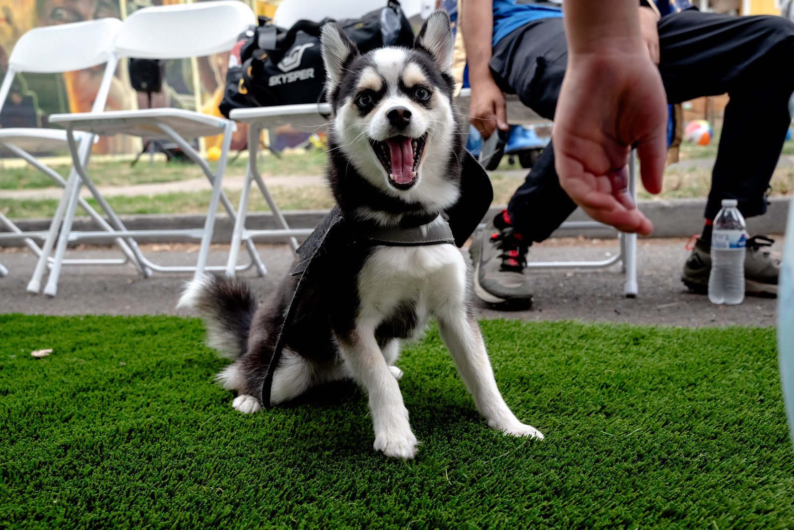 A husky with its mouth open