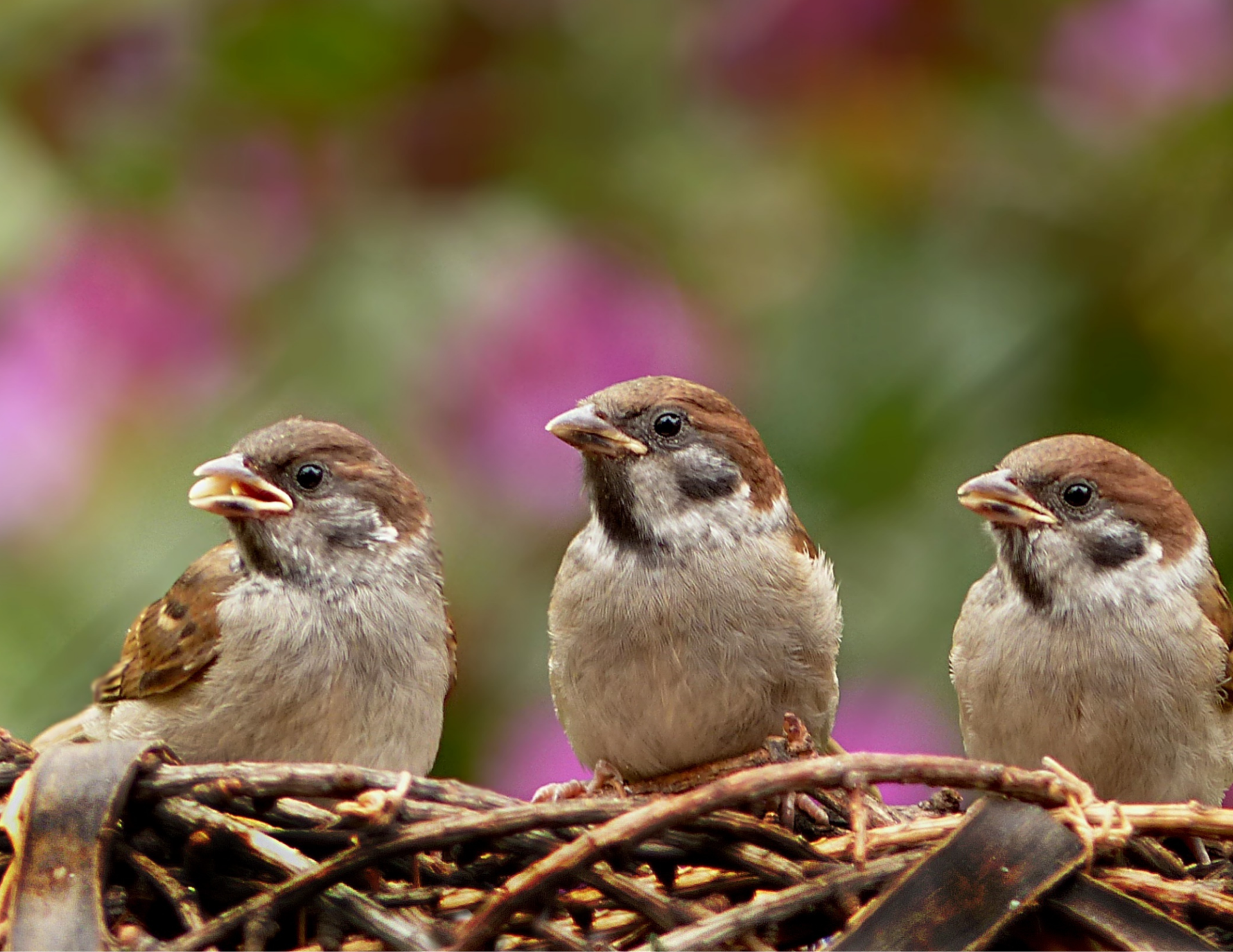 a nest with three birds in it
