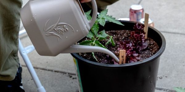 Gardening 2024