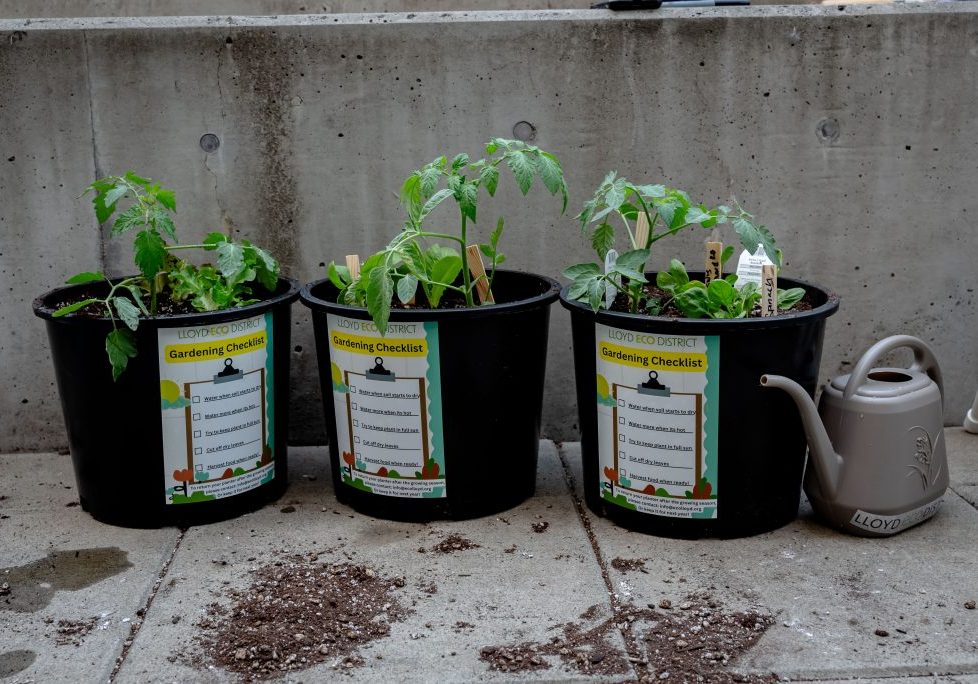 photo with three container gardens with tomatoes growing in them.