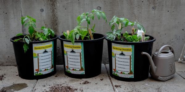 photo with three container gardens with tomatoes growing in them.