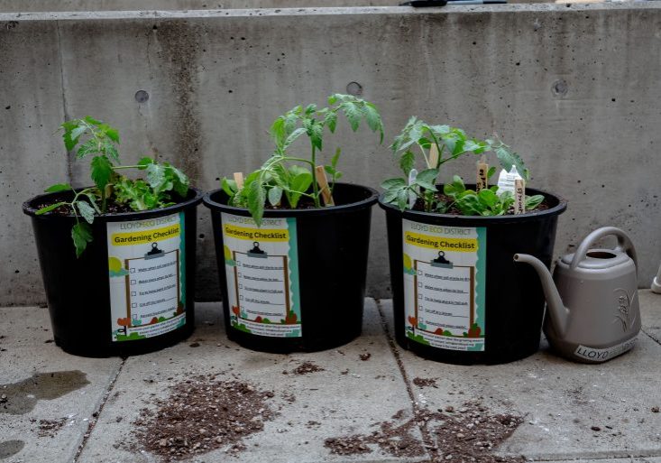 photo with three container gardens with tomatoes growing in them.