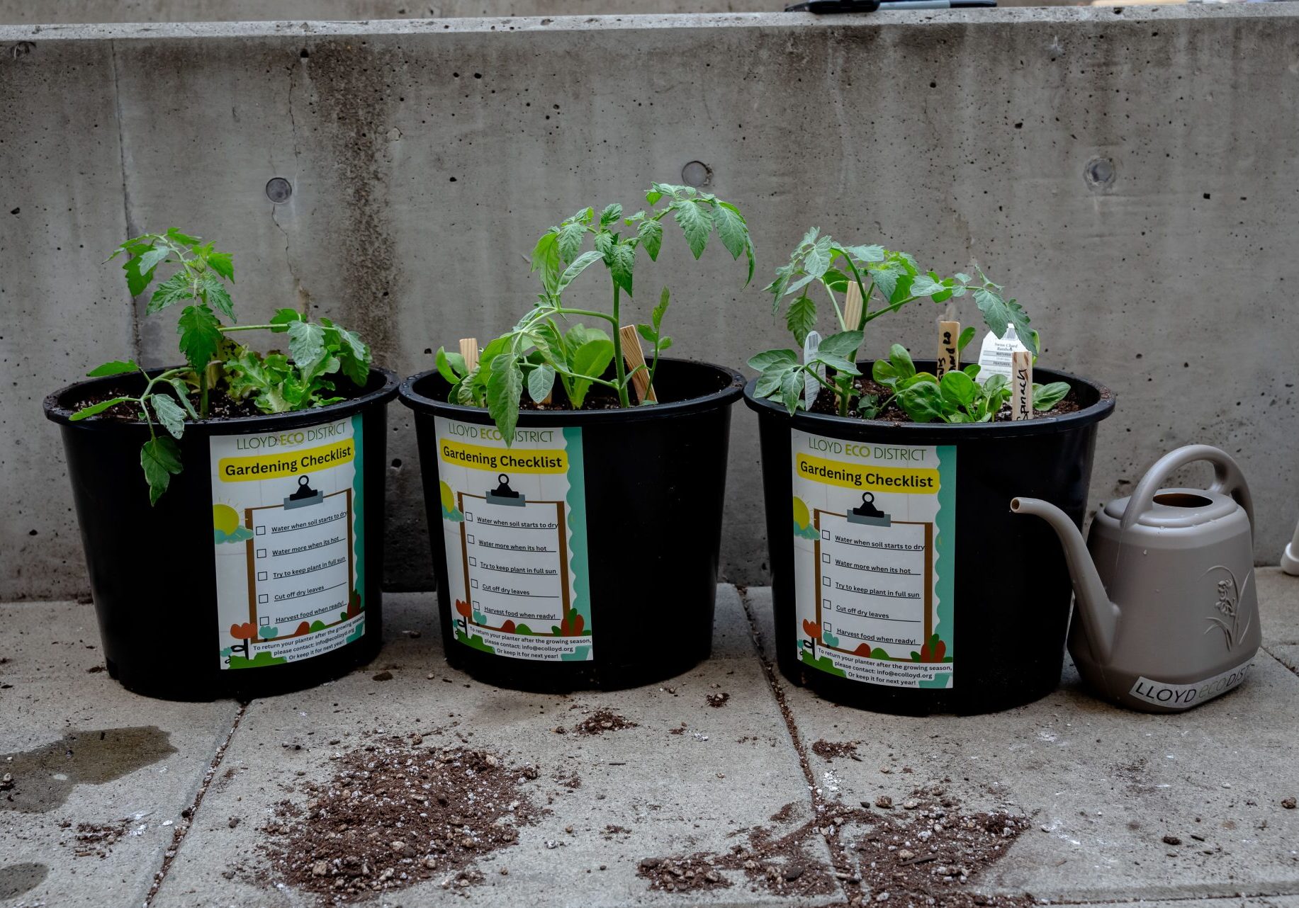 photo with three container gardens with tomatoes growing in them.