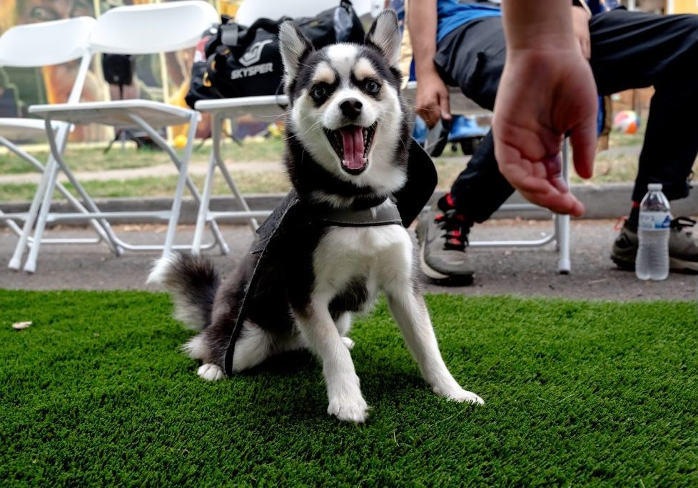 A husky with its mouth open