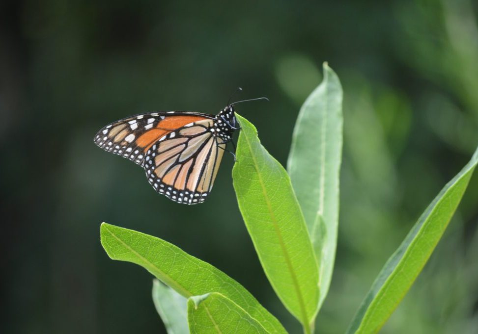 MOnarch-on-milkweed-mark-dean-hwkSrANTf1k-unsplash