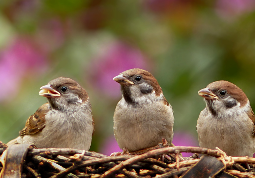 a nest with three birds in it