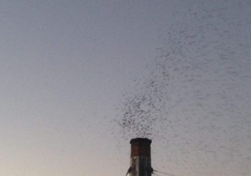 vauxs-swifts