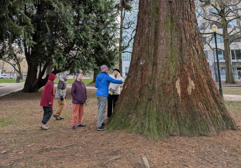 5 people stand around the base of the very large tree in Holladay Park, with two people touching the bark.