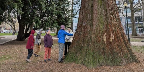 5 people stand around the base of the very large tree in Holladay Park, with two people touching the bark.