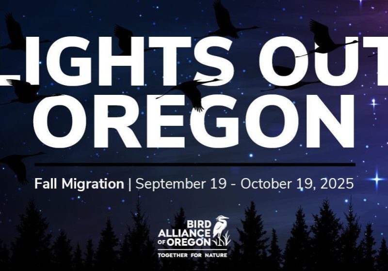 Lights Out Oregon flier featuring the night sky a with birds and stars