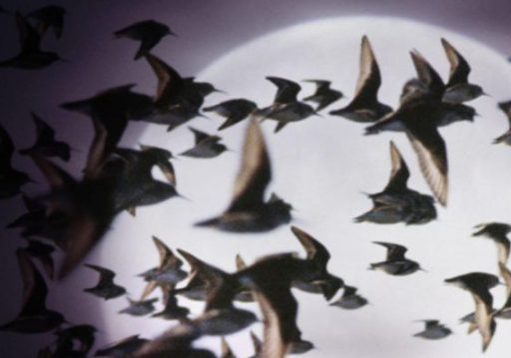 Lights Out Lloyd image featuring bird flying pass the moon