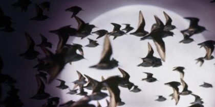 Lights Out Lloyd image featuring bird flying pass the moon